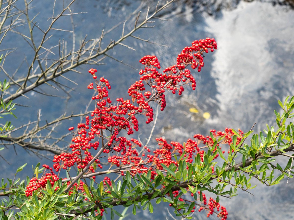 برچسب 赤い実のなる木 در توییتر