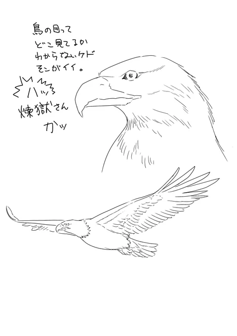 鳥を描くときは写真も見ますけど、昔飼っていたセキセイインコの手触りを思い出して描きます。羽の厚みとかたたみ方とか尾の付け根とか。持った時の軽さとか。インコがベースです。 