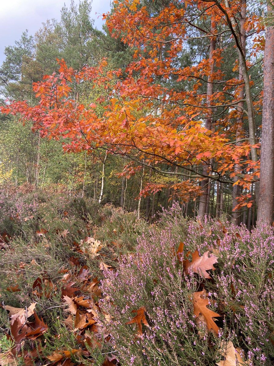 HeathlandHounds's tweet photo. How is #autumn looking on your local dog walk? #HeathWarren and #Bramshill #ThamesBasin #SpecialProtectionArea #Forests are looking spectacular at this time of year! @TBHPartnership @ForestryEngland https://t.co/0CqdrsucO3