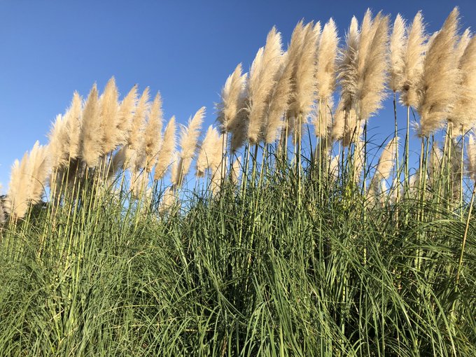 パンパスのtwitterイラスト検索結果 古い順