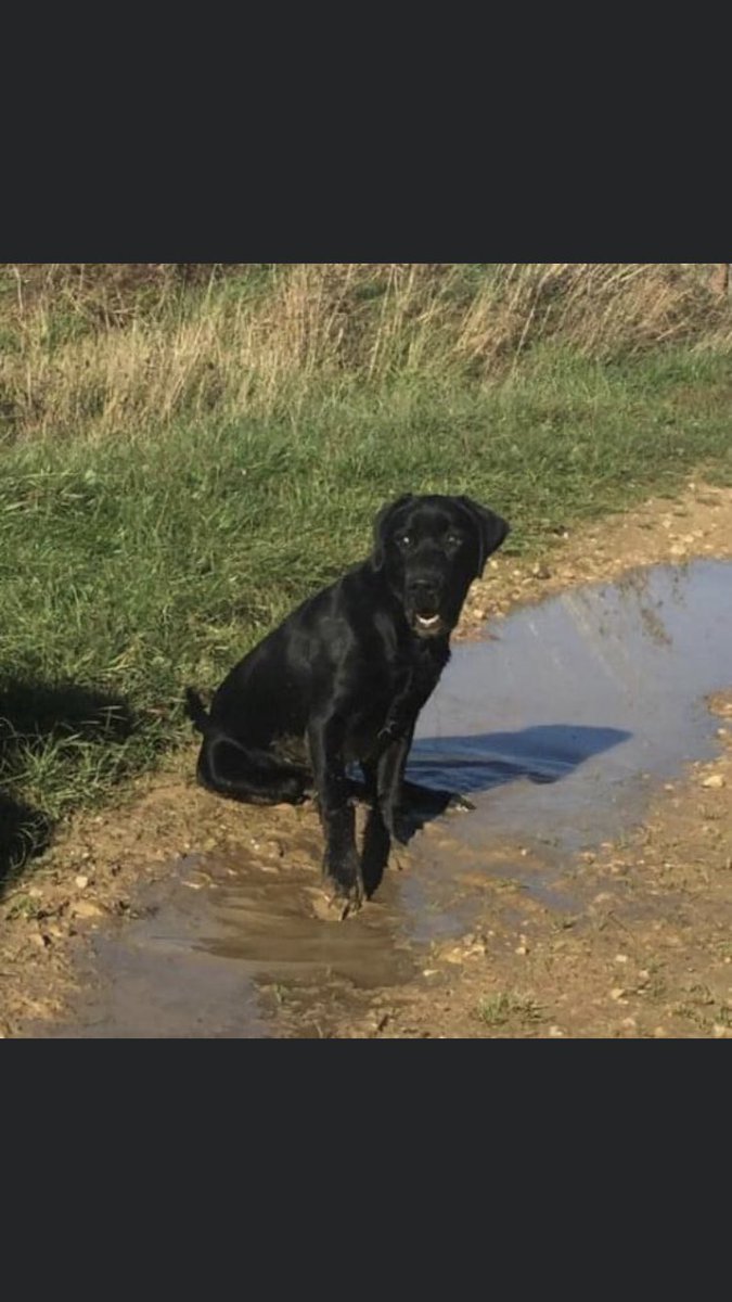 RachaelB100's tweet photo. Urgent RTs Toto #Stolen young Black #Labrador #Windrush #Gloucestershire 
❗️copied❗️
Hello. We have had our dog stolen this morning from Windrush, Gloucestershire by a man wearing a bright yellow jacket. He is a young male black Labrador called Toto. 
https://t.co/XfHcBgmWoV https://t.co/mrv9HxQOMt