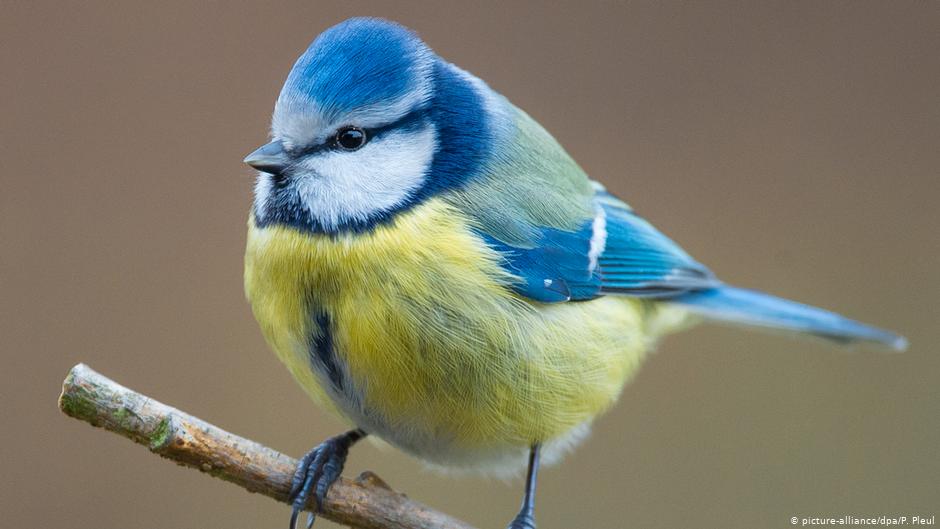 venti: blue tit