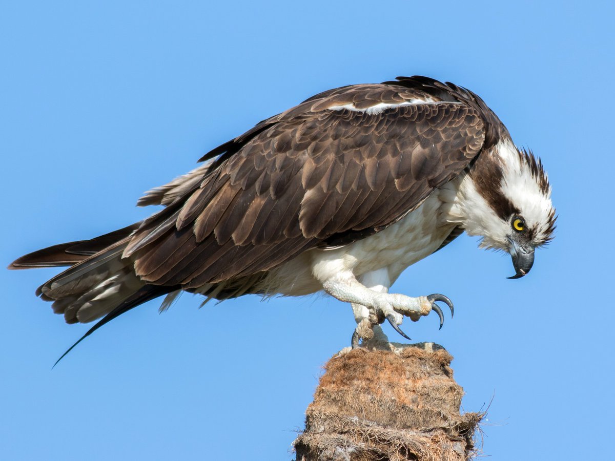 beidou: osprey