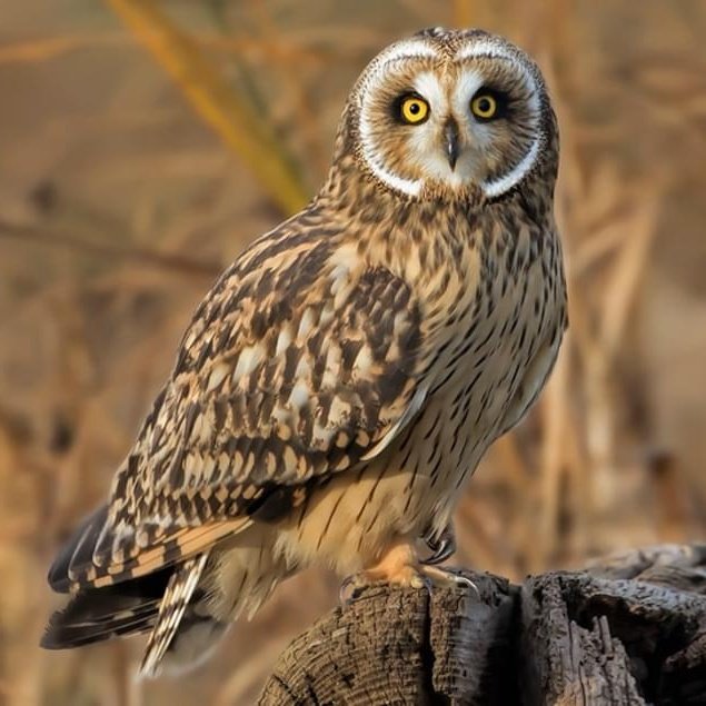 ningguang: short-eared owl
