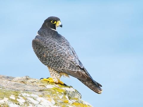 mona: peregrine falcon