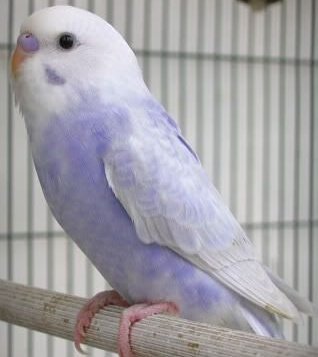 keqing: purple parakeet