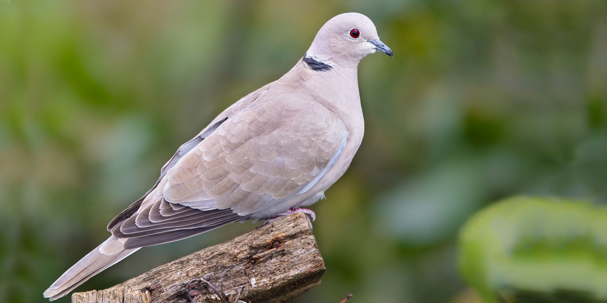 noelle: collared dove