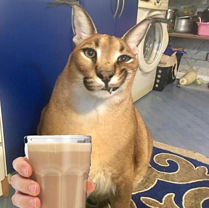 ElfpCxyXYAEzu23?format=jpg&name=900x900