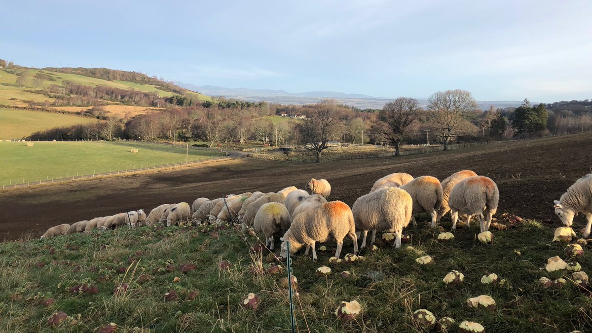 Any Scottish producers looking to improve farm management, simplify record keeping or reduce stress at audit time? Join us for our Scottish Virtual Pub Night w/ @Brocksflock49 & @Llandre next Wednesday. Register Below. agriwebb.com/event/scotland…