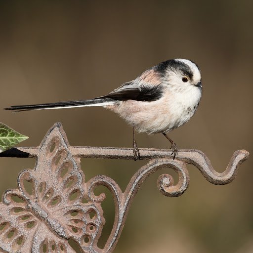 aether and lumine: long-tailed tit