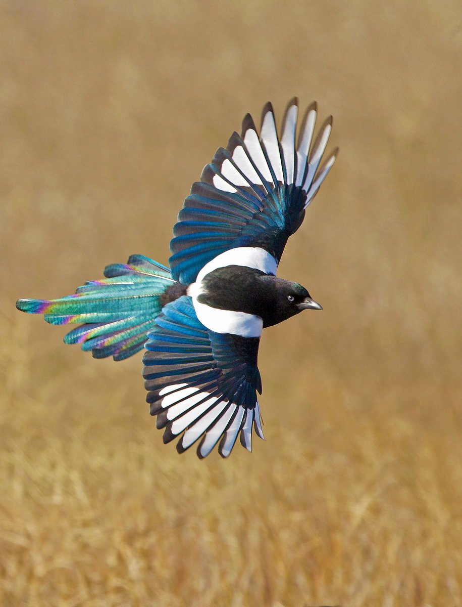 kaeya: eurasian magpie