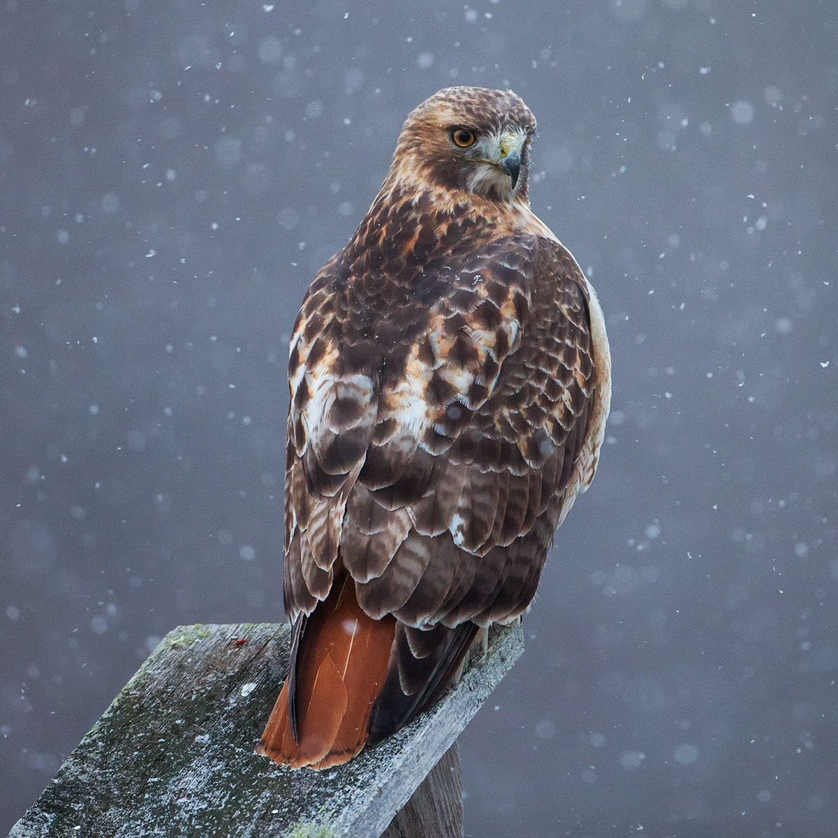 diluc: red-tailed hawk