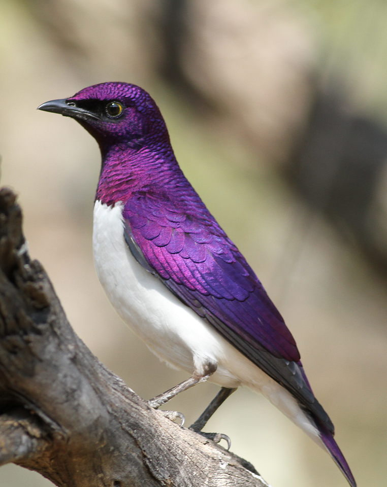 lisa: violet-backed starling