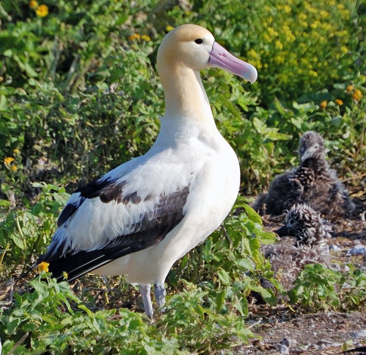 jean: albatross