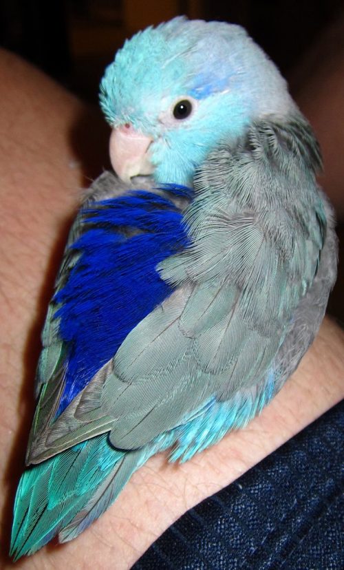 sucrose: pacific parrotlet