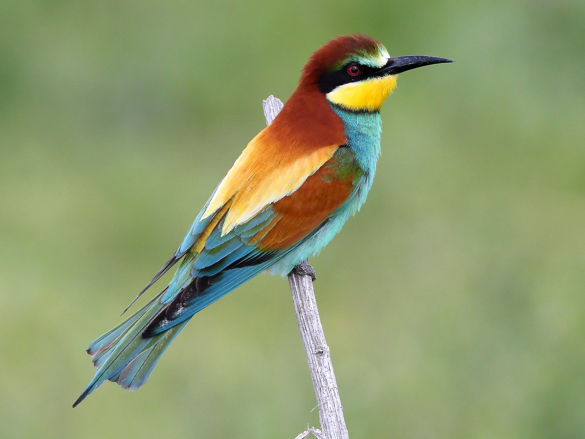 xiangling: european bee eater