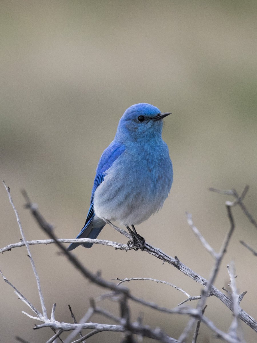 xingqiu: mountain bluebird