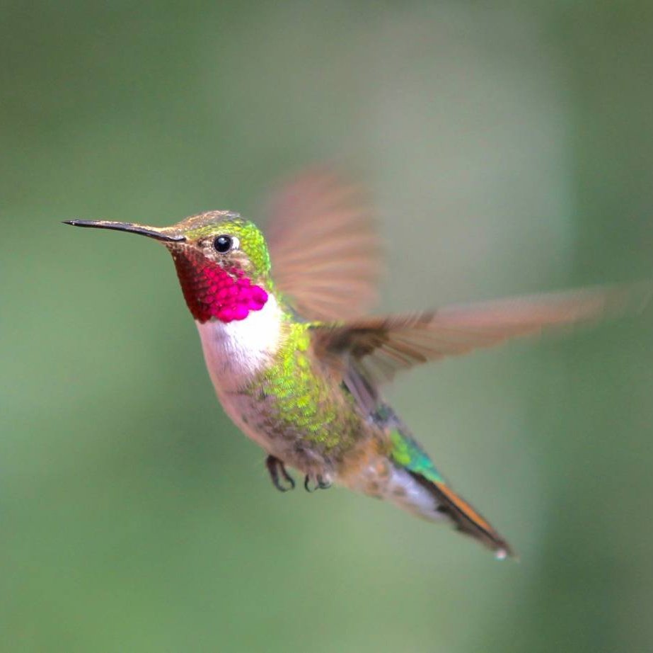 xiao: hummingbird
