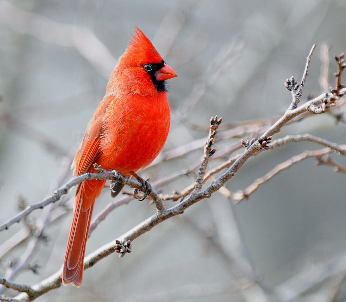 klee: red cardinal