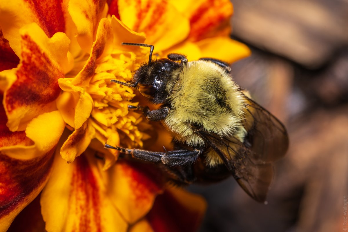 subtraho's tweet photo. Fuzzy Bumblebee
#bumblebee #marigold #sofuzzy
#macro #macrophotography
#wildlife #wildlifephotography https://t.co/dzbNK90PSe