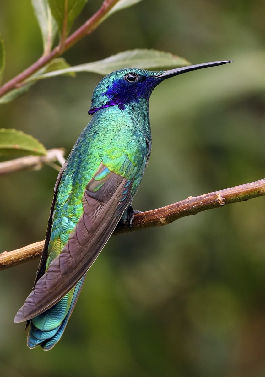 baizhu: hummingbird