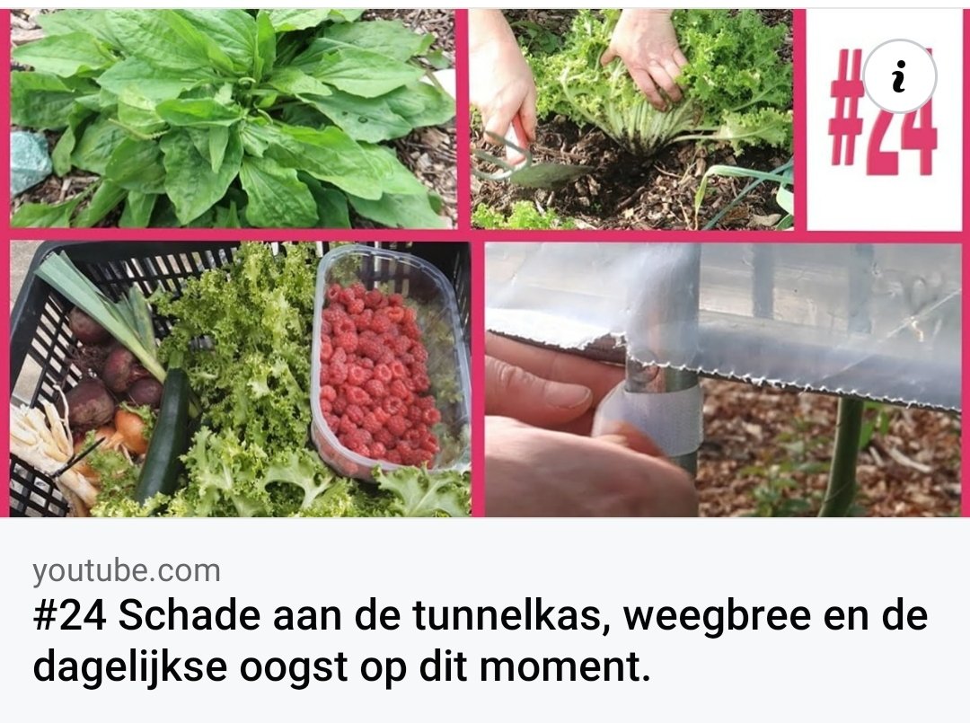 #24 Schade aan de tunnelkas, weegbree en de dagelijkse oogst op dit moment. youtu.be/lgtWa9afFQ0 via <a href="/YouTube/">YouTube</a>