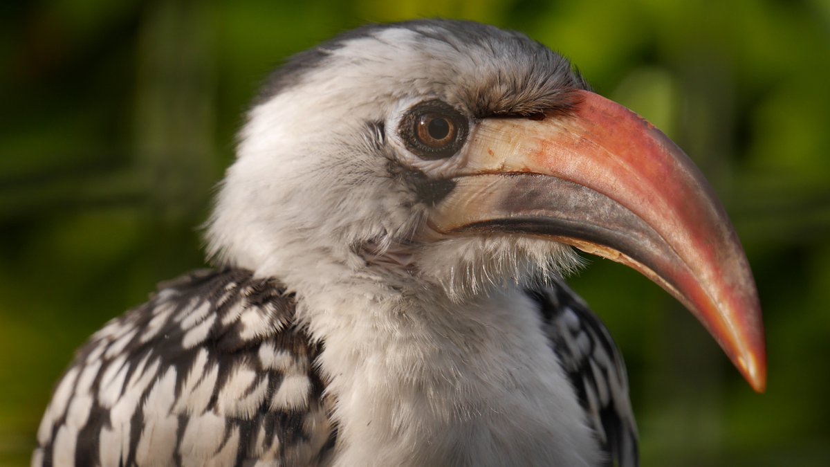 Zoo_Notes's tweet photo. Maybe my favourite bird @LothertonHall was this small Hornbill
#ukzoos #birdgardens #hornbill #zoolife https://t.co/4FMTZctyO2