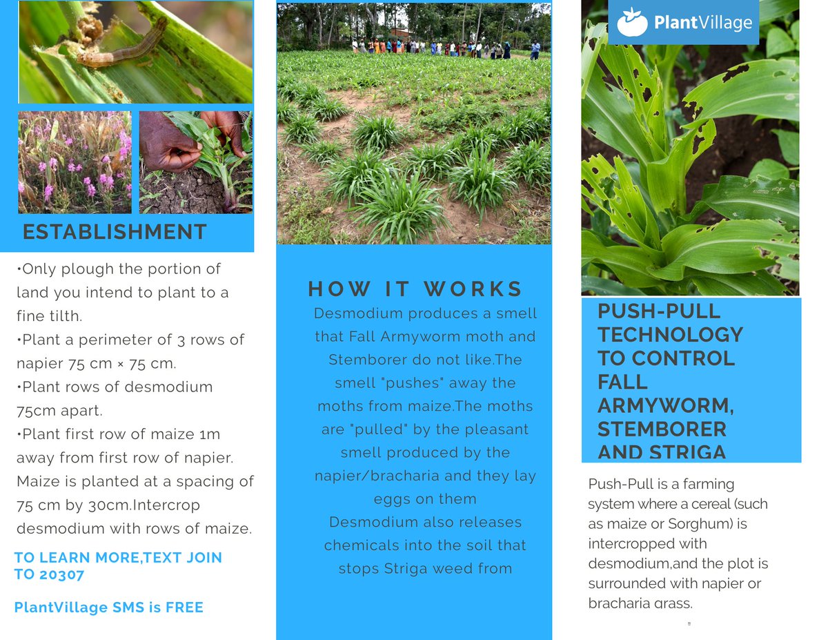 plantvillage's tweet photo. #farmers in #Africa are adopting Push-Pull #technology on their farms to control Striga weed,Fall Armyworm and Stemborer attacking cereals such as #maize and #sorghum.

#YieldFarming #ZeroHunger #KOT
https://t.co/SwZZQneA56 https://t.co/USPsjbmUiC