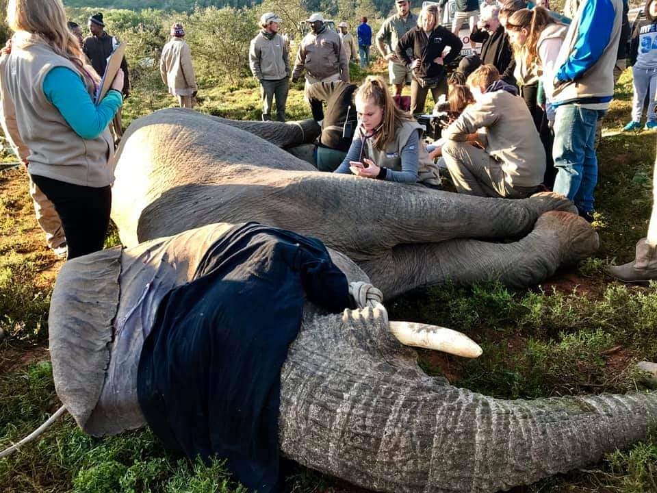 DrWillFowlds's tweet photo. Getting to work hands on with elephants is always a highlight of #VetsGoWild courses, don't miss your chance for 2021. Practical courses: https://t.co/7jcLU8C3zo 
Vets Go Wild Online: https://t.co/cj92CdLFkM 
@WorldwideExp #Elephant #Nature #VetCourse #Conservation #SouthAfrica https://t.co/HT77UsCJDL