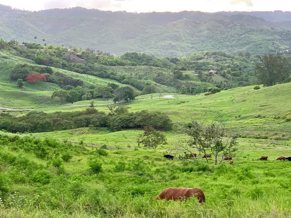GloryTours's tweet photo. There is a section of the island that lies between St Thomas, St Joseph &amp; St Andrew that transports me to another time and the lyrics of our national anthem play from the depths of my being  “These hills and fields beyond recall are now our very own”.  #barbados https://t.co/muEPzws0yD