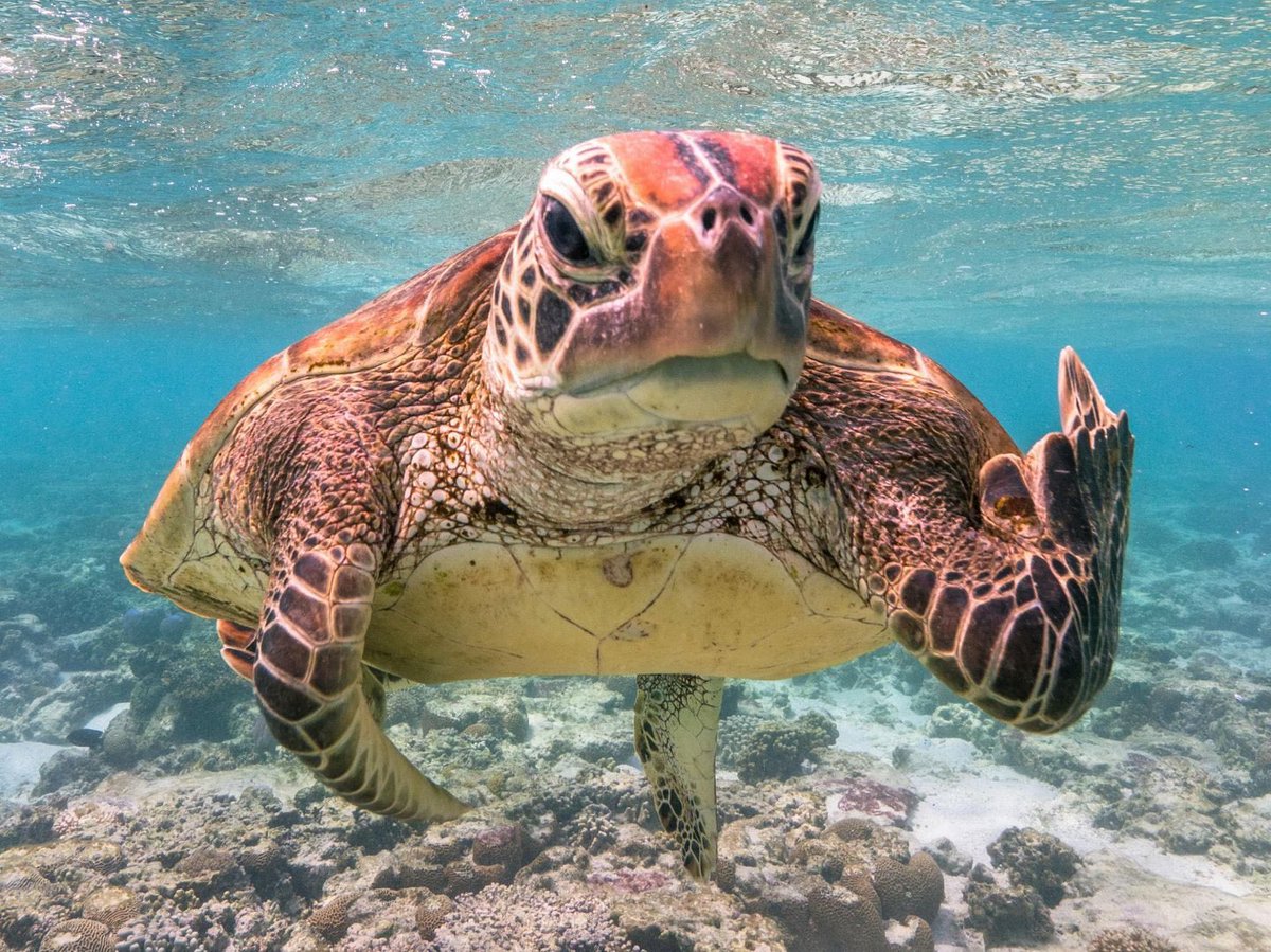 FraBaraghini's tweet photo. Terry, la tartaruga che mostra il dito medio, vince la “Comedy Wildlife Photography Awards” di questo #2020. Direi che non serve la dida. https://t.co/Q4JyAtPXrS