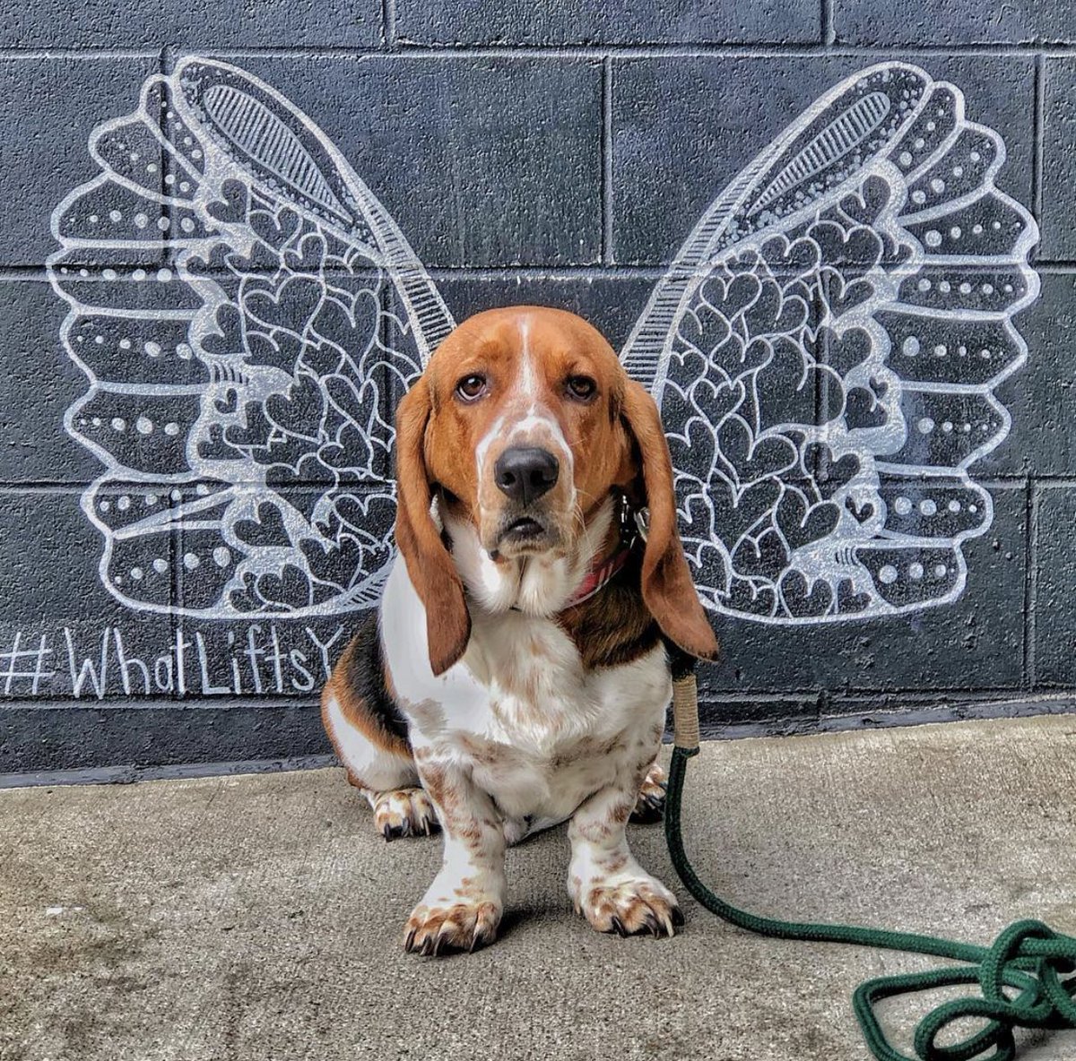 Every time a chew toy squeaks a basset gets their wings 👼🏼 #itsawonderfullife #bassetfly #nashville #traveler #whatliftsyou #nashvillegulch #angel #kelseymontagueart