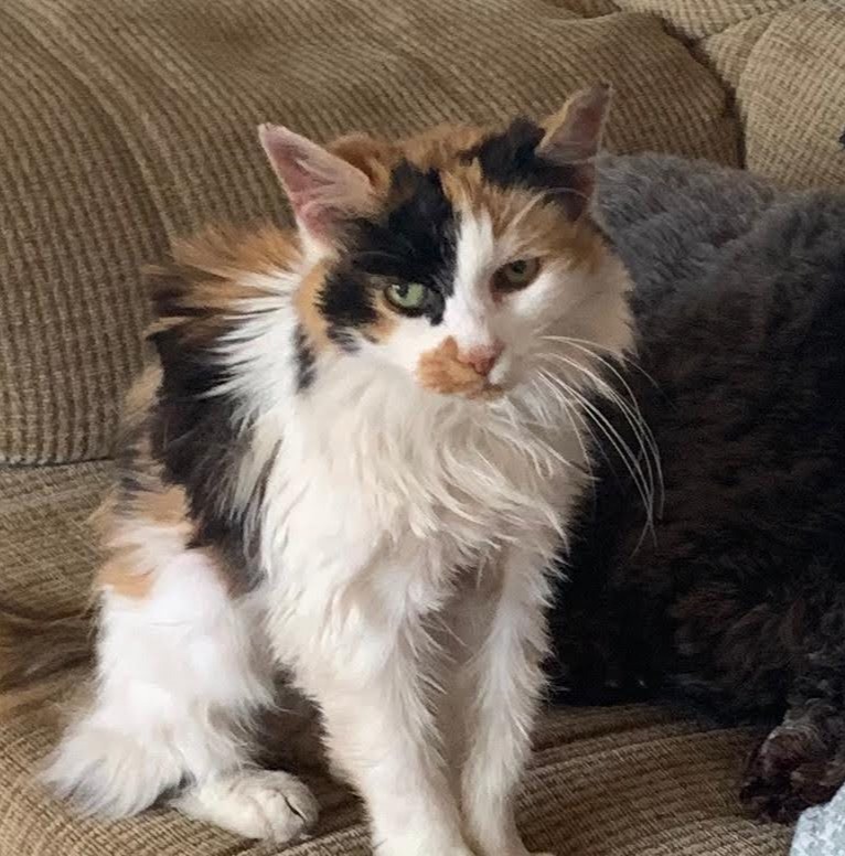 Today is #CatDay so meet the cats of Clockwork Moggy. 

Neil and Carrie's cat (Jess) and Karl's cat (Bakewell) 

Lets see your moggies!