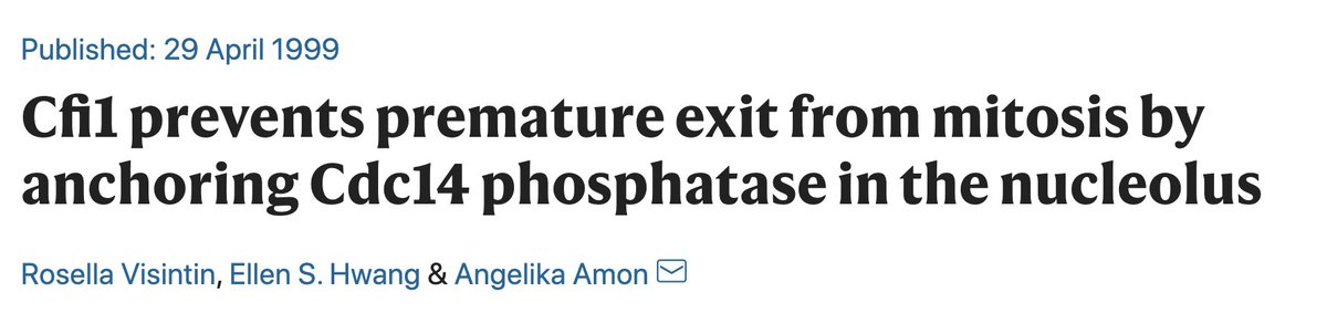 People today are very excited about “phase separation” - she was already studying it 20 years ago. She discovered that the phosphatase CDC14 was sequestered in a phase-separated nuclear compartment - the nucleolus - and it had to be released for cell cycle exit: