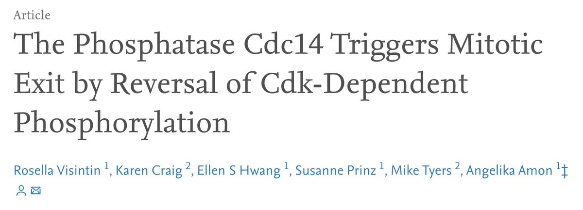 People thought that cell cycle kinases just got degraded at the end of mitosis, but she showed that regulated phosphatase activity was actually crucial to completing the cell cycle and re-entering G1: