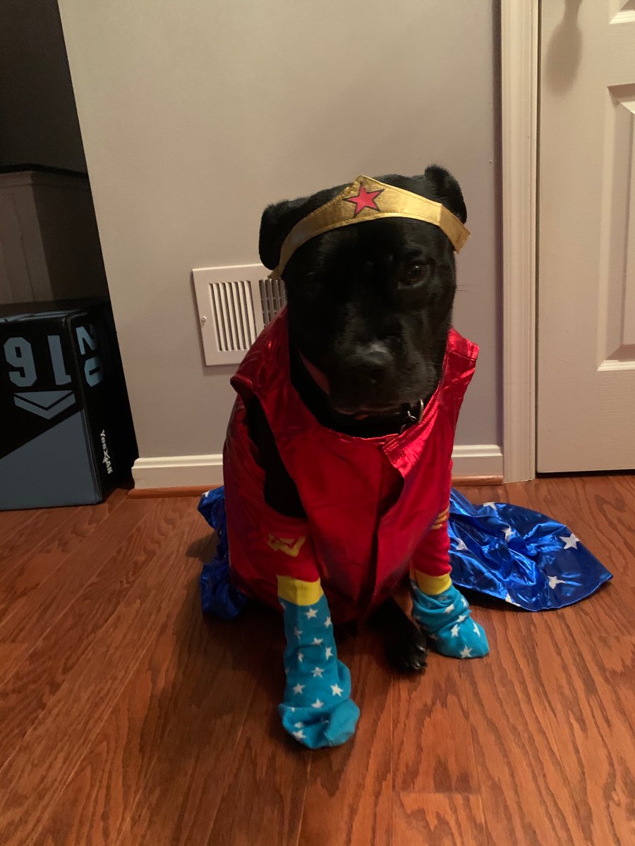PHESgrade4's tweet photo. Ms. Roussey and her pup Aggie grabbed some of their hero squad to help save the day! Mrs. Veise and her pup MacGyver are here to lend a hand and a paw! #PHESpride #AACPSAwesome #SpiritWeek #superheros https://t.co/OpkriR11y2
