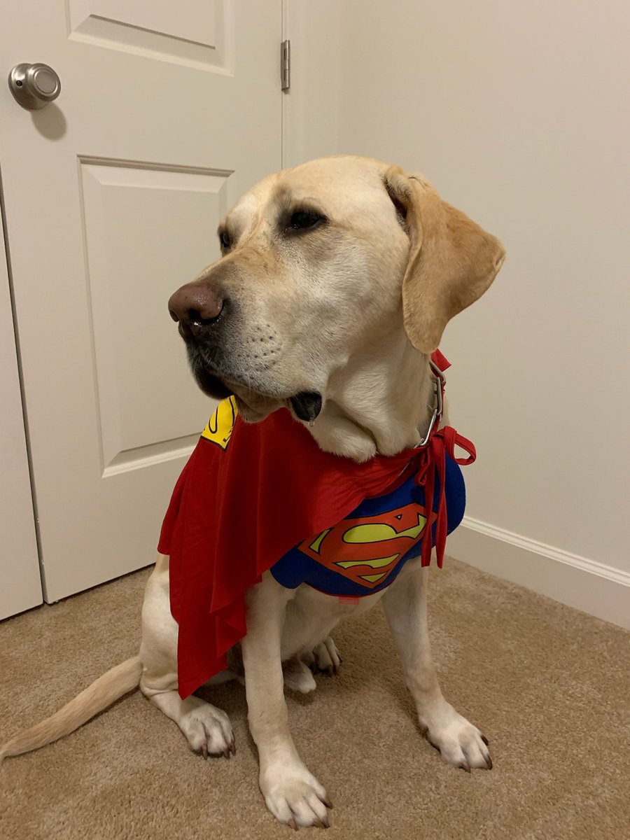PHESgrade4's tweet photo. Ms. Roussey and her pup Aggie grabbed some of their hero squad to help save the day! Mrs. Veise and her pup MacGyver are here to lend a hand and a paw! #PHESpride #AACPSAwesome #SpiritWeek #superheros https://t.co/OpkriR11y2
