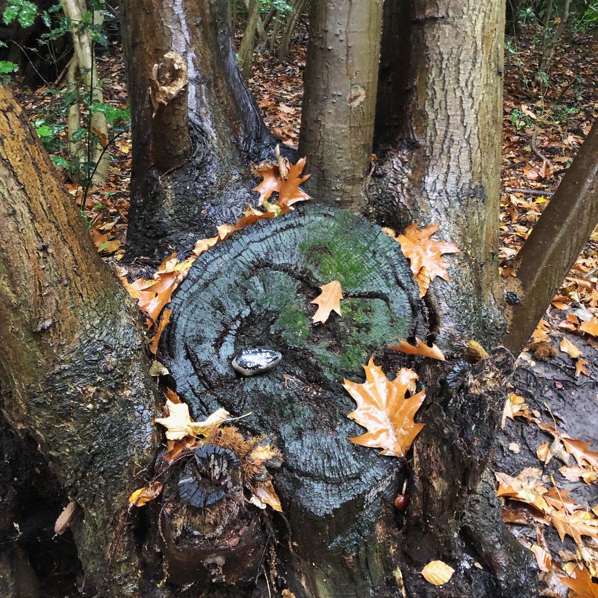 CompassionateRo's tweet image. Right now, you ARE enough.

Yep. You 💚.

#pebbleswithpurpose #compassionaterocks #compassionrocks #paintedrocks #365daysofcompassion #rockpainting #rockpaintings #kindnessrocks #kindnessmatters #paintedstones #youareenough #youarenotalone