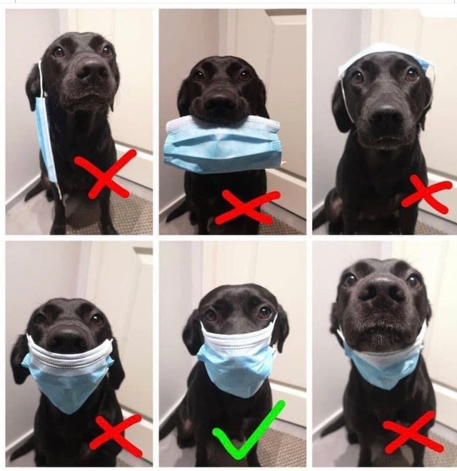 MediaMarkt_es's tweet photo. ¿Necesitas explicarle a alguien cómo llevar la mascarilla correctamente? 
Este perrito se lo enseñará mejor que nadie 👇 https://t.co/5TLYG9kkbj