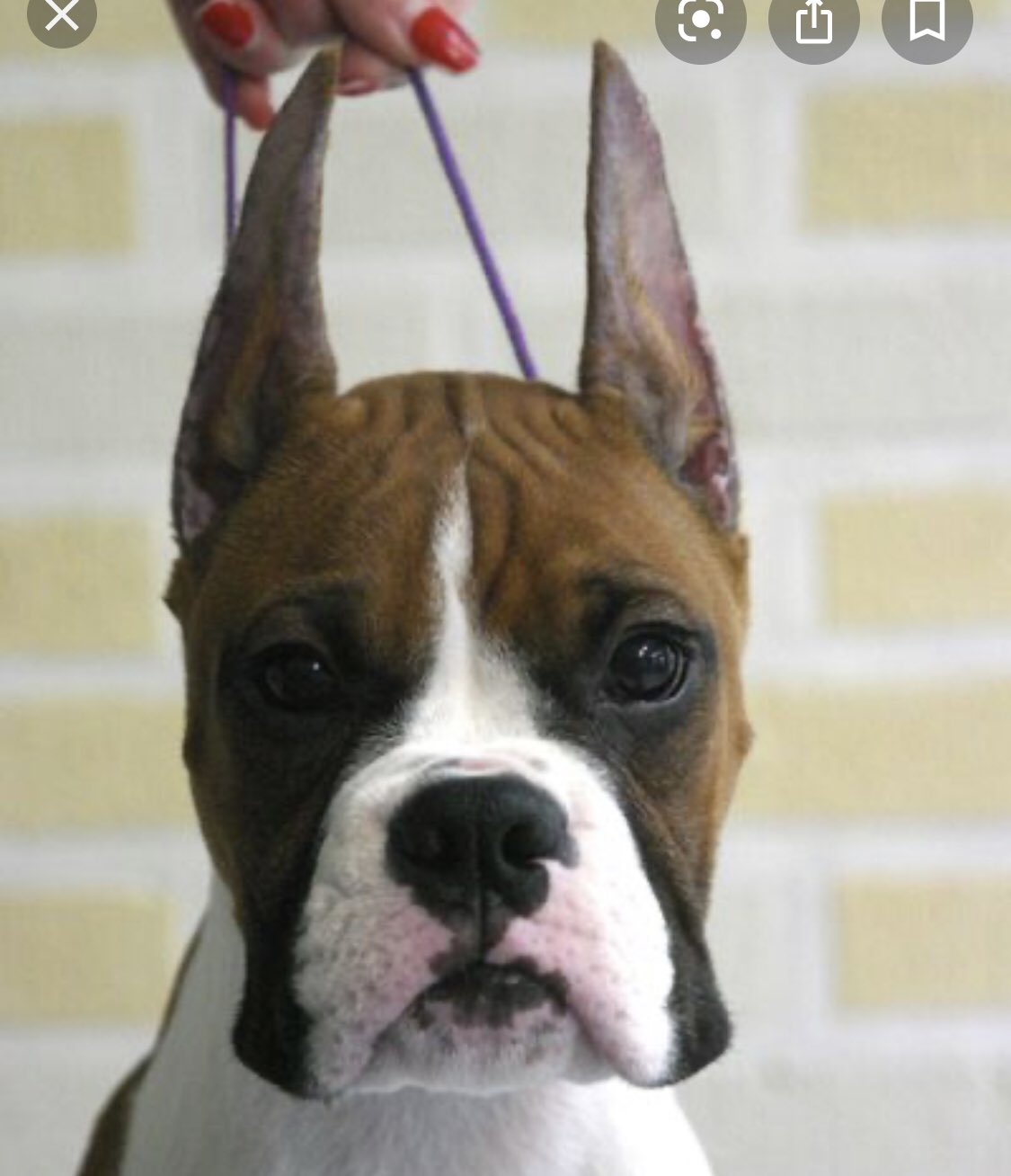 Sean McCormack MVB on Twitter "Ear cropping in dogs. An illegal