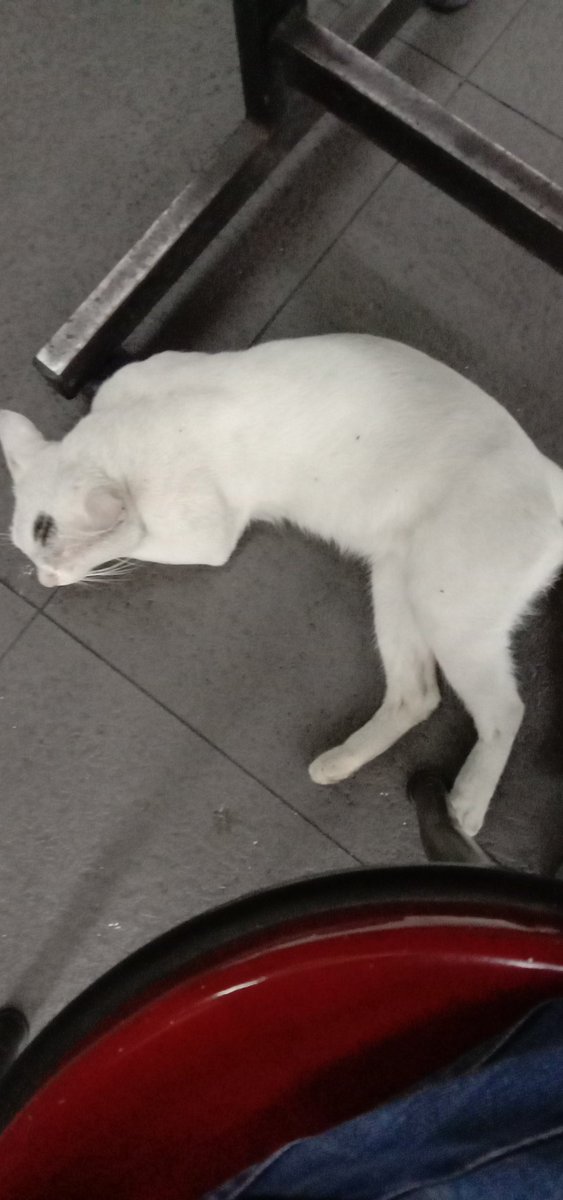 Damirza3's tweet photo. @501Awani Polis tak cari lak ya org lari..antara Kereta mavi dgn kereta polis mana lebih laju.. MCM tu jual shj lah kereta peronda polis yg baru ..semua pakai mavi Jr lah https://t.co/i4A3YCYgjz
