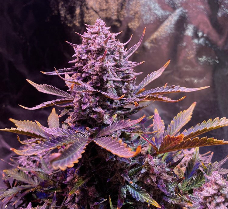 Dinafem's tweet photo. ¿Podéis oler ese nuevo #kush terroso, con notas afrutadas, que han revolucionado el mercado cannábico mundial?

Proceden de esta #CookiesAuto cultivada en interior.
#dinagrower #cannabis 

Si no conocéis nuestras #cookies 
➡️ https://t.co/x4ig05AP3B https://t.co/hMzkHrVo3e