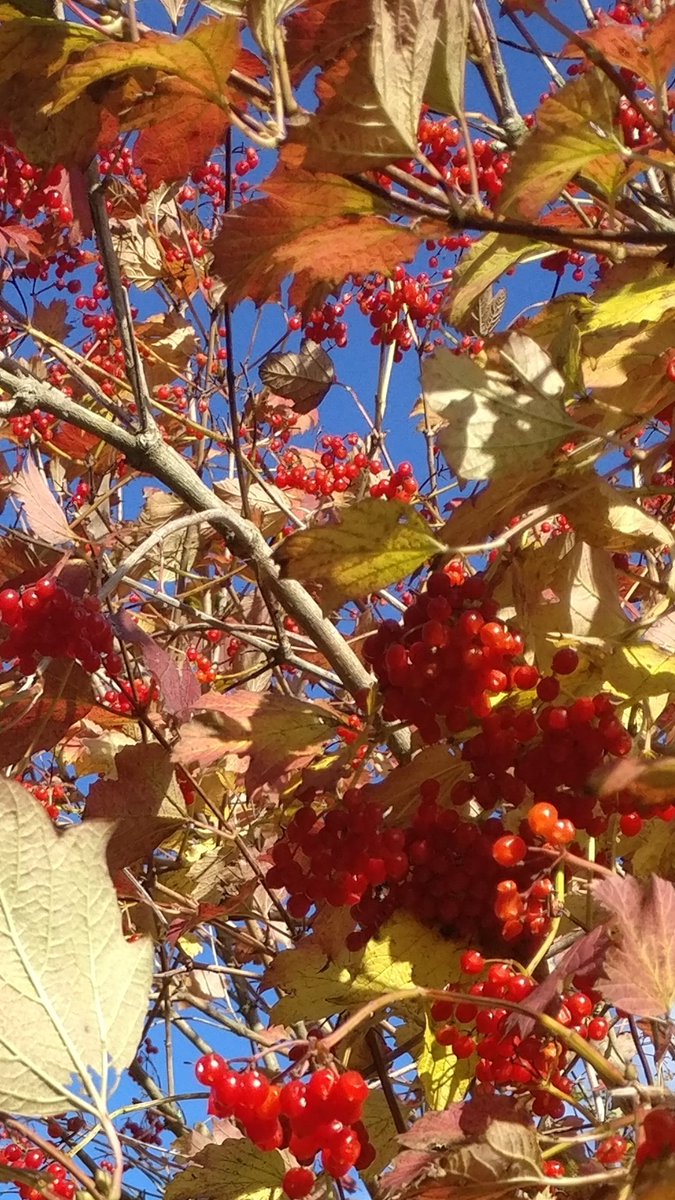 #Autumn The Guelder Rose. Picture taken at Harnser Wood, Norfolk.