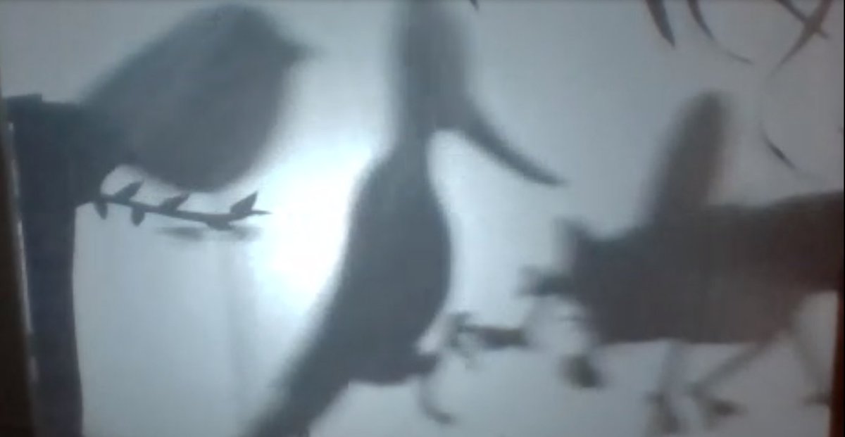 kaur_shivpreet's tweet photo. It's Shadow Play this time! Making story sessions more enjoyable. #MyFIRSTattempt #ReggioInspiredValues
#shadowplay #storytime #Onlineclass https://t.co/4jqsYYiBp6
