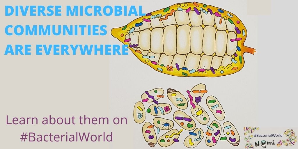 Bacterialworld's tweet image. Microbial communities are groups of different microorganisms and are generally everywhere, as barely ever does only one species live at a certain place.

Read more about #microbialcommunities on #BacterialWorld with illustrations by @NoemieMatthey 

sarahs-world.blog/tag/microbial-…