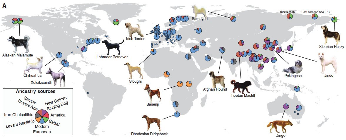 In this ancient dog DNA study by Anders Bergström et al., we show that already 11,000 years ago there were ≥5 different dog groups across the world.  https://science.sciencemag.org/content/370/6516/557We then trace the history written in dog & human DNA together, through the Holocene to global dogs today.