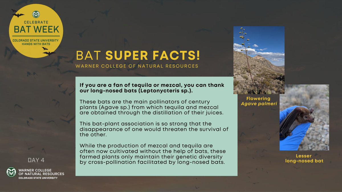  #Bat super facts! If you are a fan of tequila or mezcal, you can thank our long-nosed bats!  Learn why   #CSUhangswithbats  #BatWeek2020