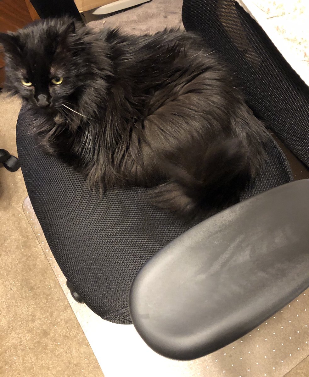 LibrariaJenn's tweet photo. Apparently claiming ownership of the old office chair isn’t enough, she wants access to the new one as well #WorkFromHomeWithCats https://t.co/edaExcIDFf