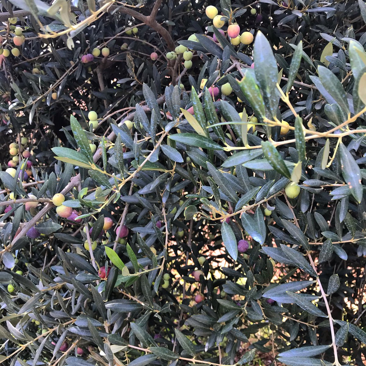coopvilarodona's tweet photo. Dimarts es va començar a collir #olives a La Secuita i ahir a Vila-rodona. #CEOLPE https://t.co/8TnoVdB5YT