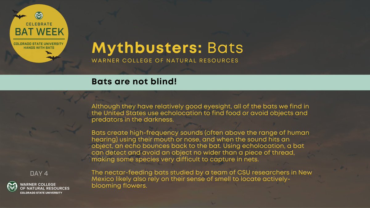  #Bat  #myths busted by the Stoner Lab at CSU: Bats are not blind! Learn more  #CSUhangswithbats  #BatWeek2020